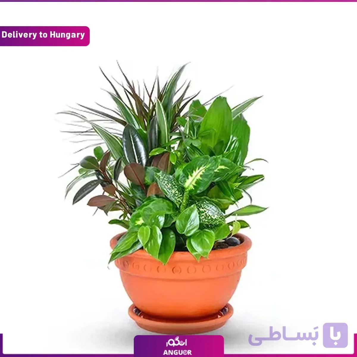 گلدان گیاهان سبز (تحویل در مجارستان)