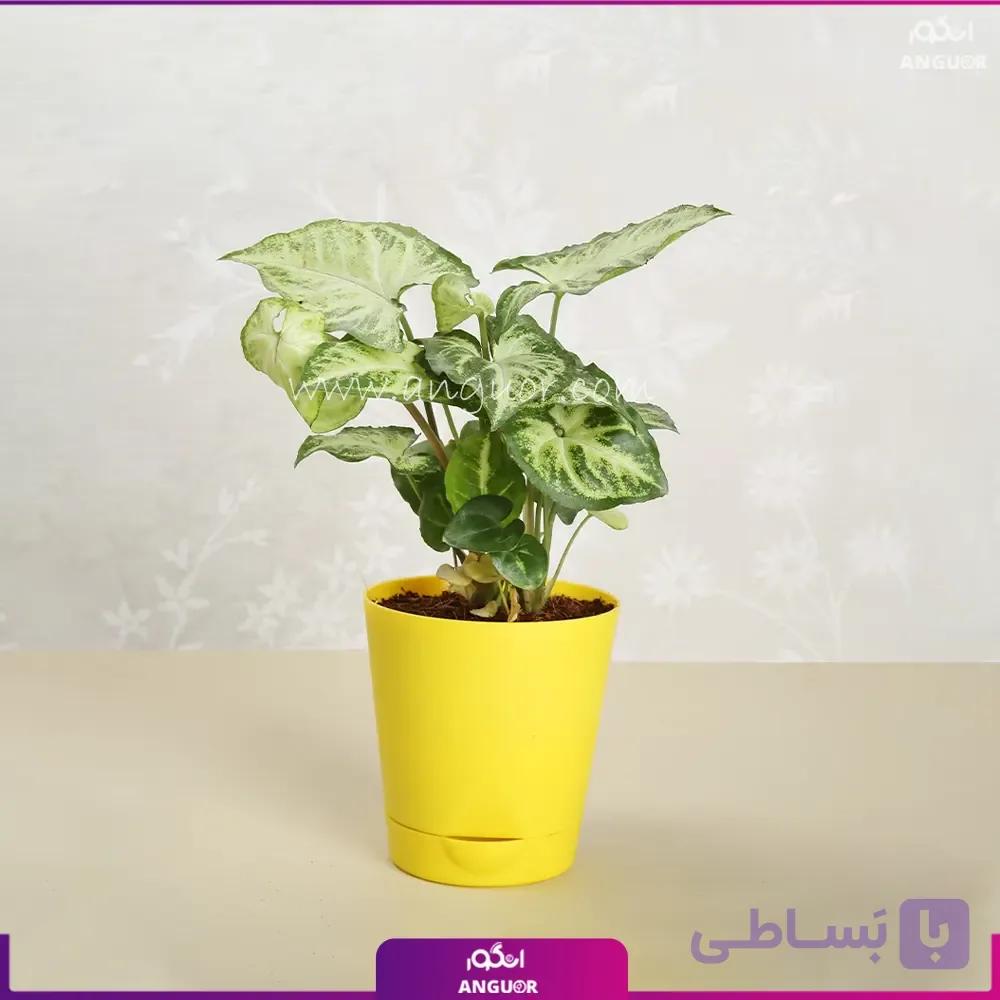 سینگونیوم پروانه ای با گلدان پلاستیکی زرد — تصویر 1