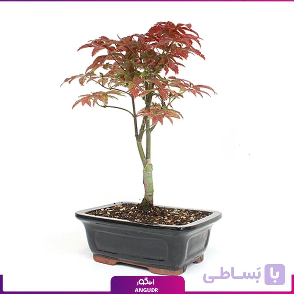 گلدان بونسای افرا قرمز