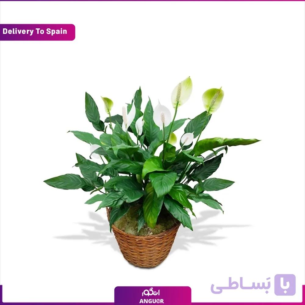 گلدان اسپاتی فیلوم (تحویل در اسپانیا)