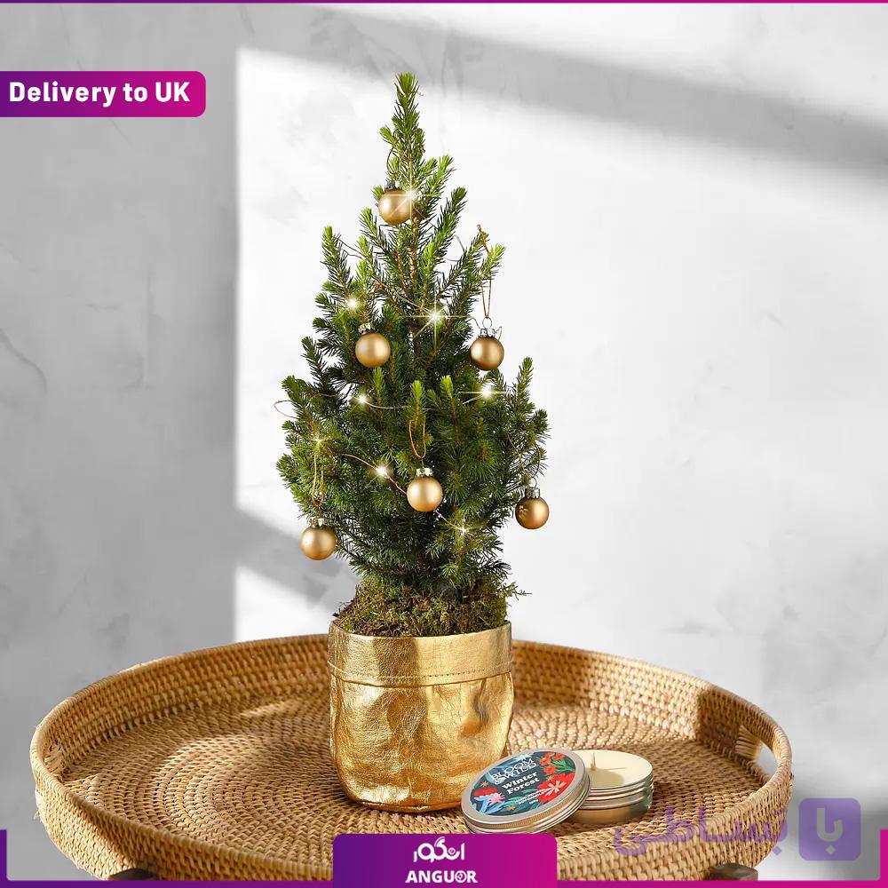Festive Planter (تحویل در انگلستان) — تصویر 1