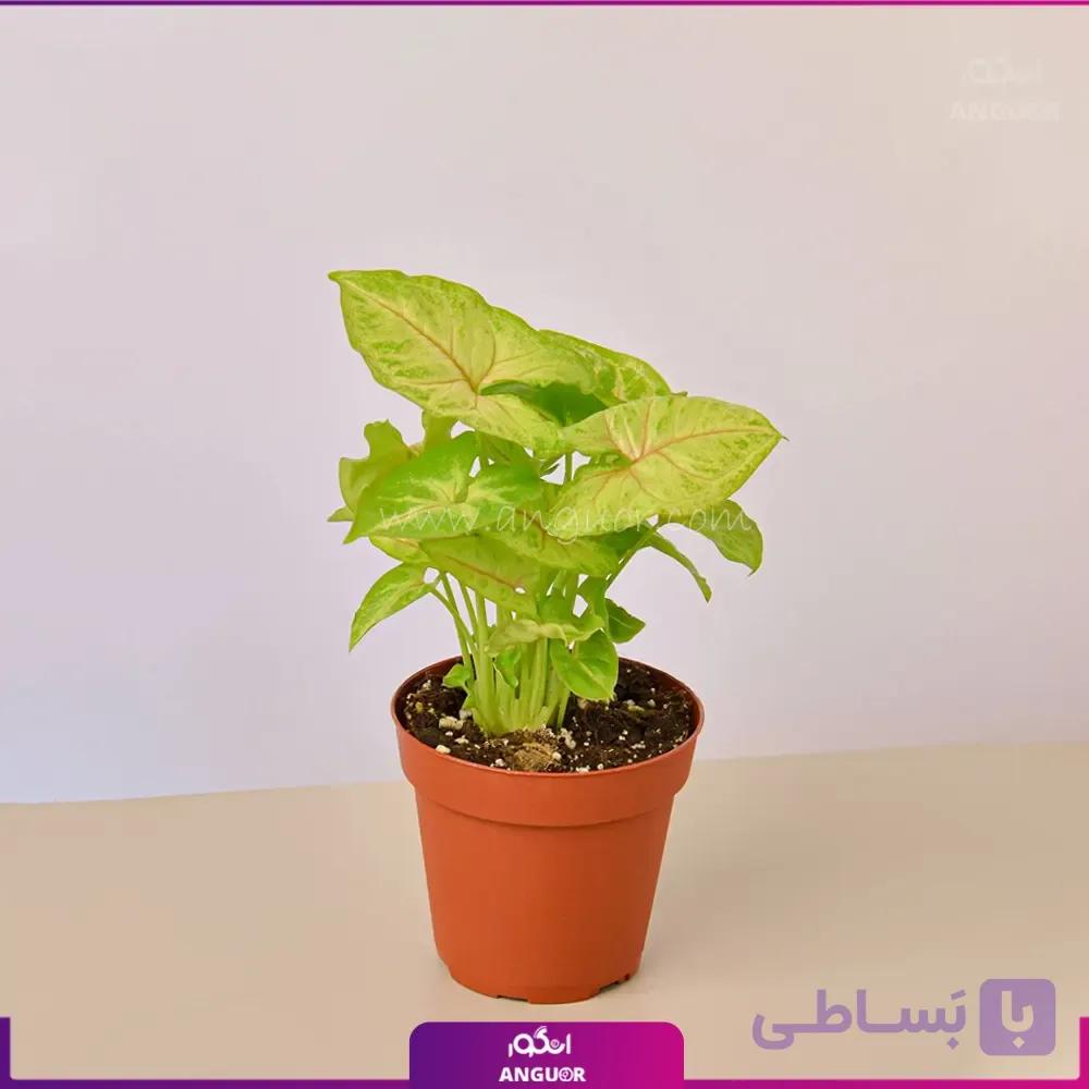 سینگونیوم کرم — تصویر 1