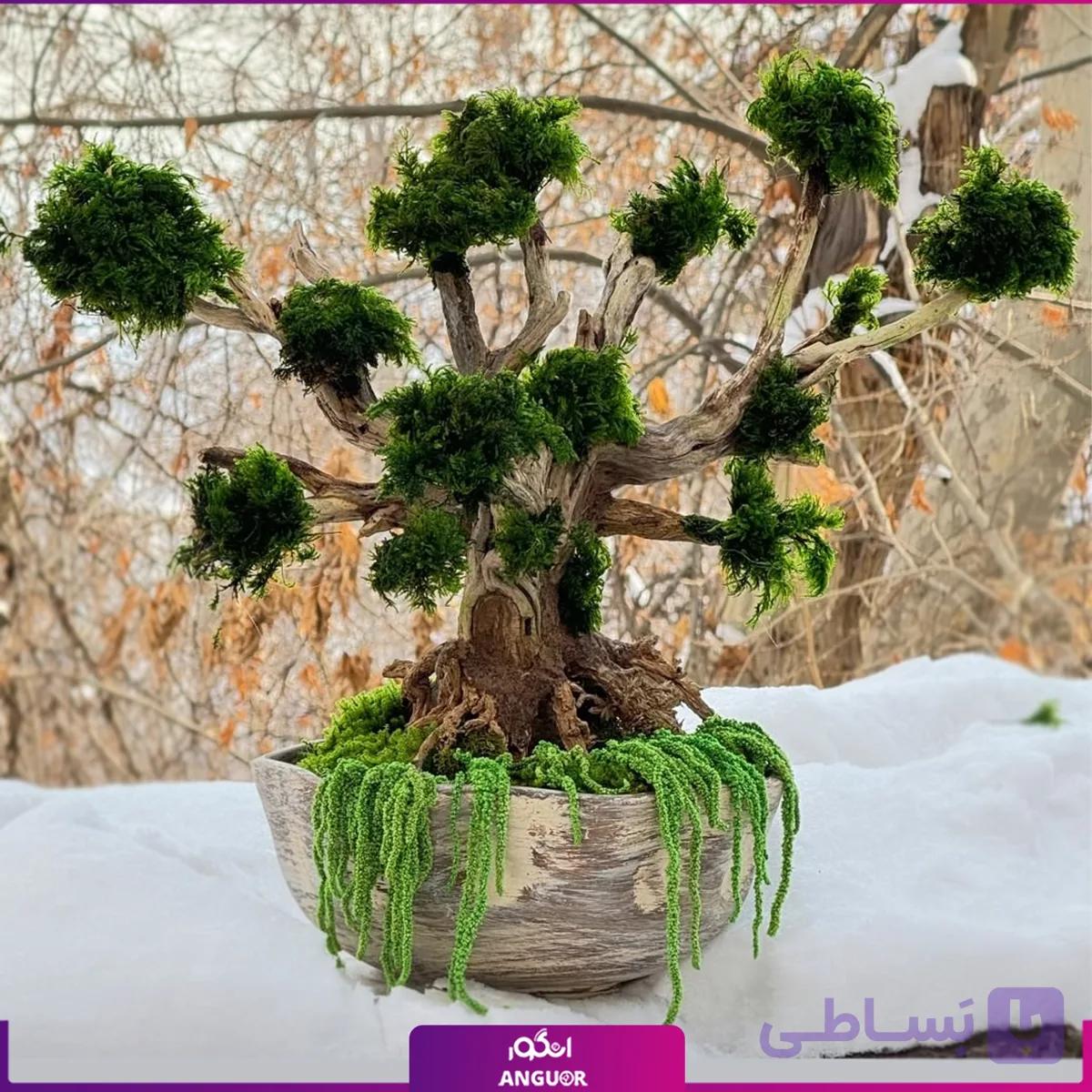 بونسای درخت جاودان