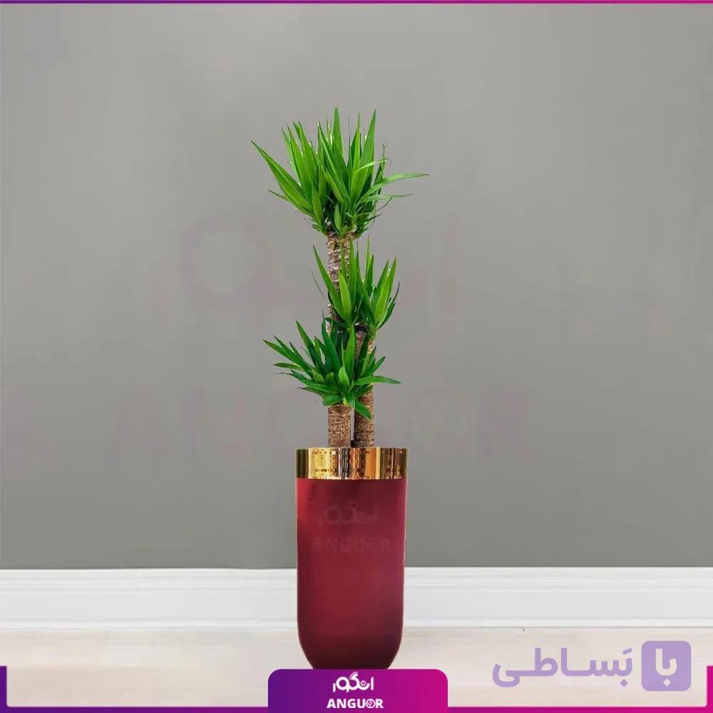 گلدان فلزی با روکش مخمل رنگ زرشکی همراه با یوکا سه شاخه بزرگ — تصویر 1