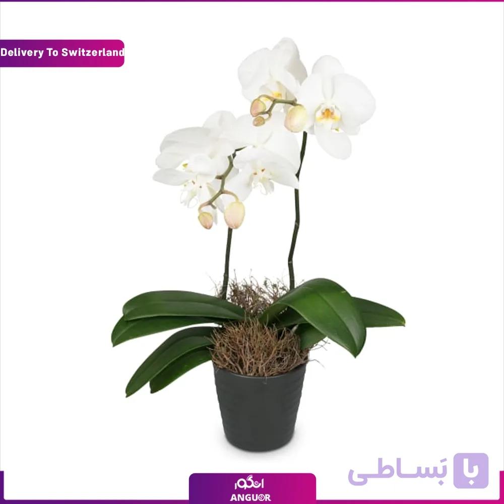 گلدان ارکیده (تحویل در سوئیس)