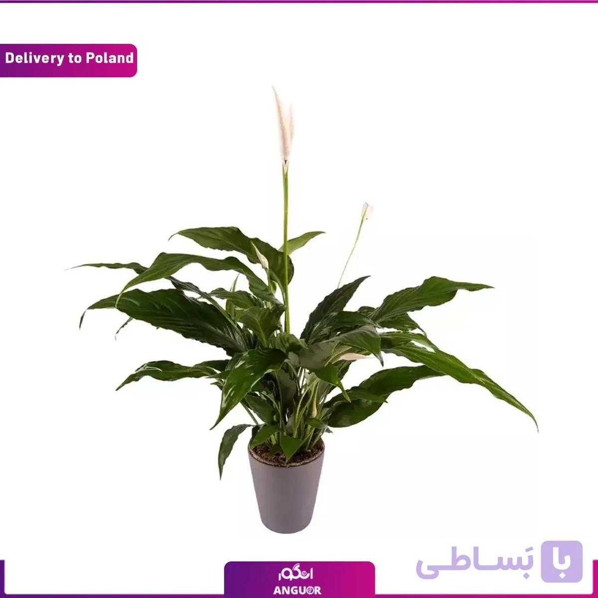 گل اسپاتی فیلوم (تحویل در لهستان)