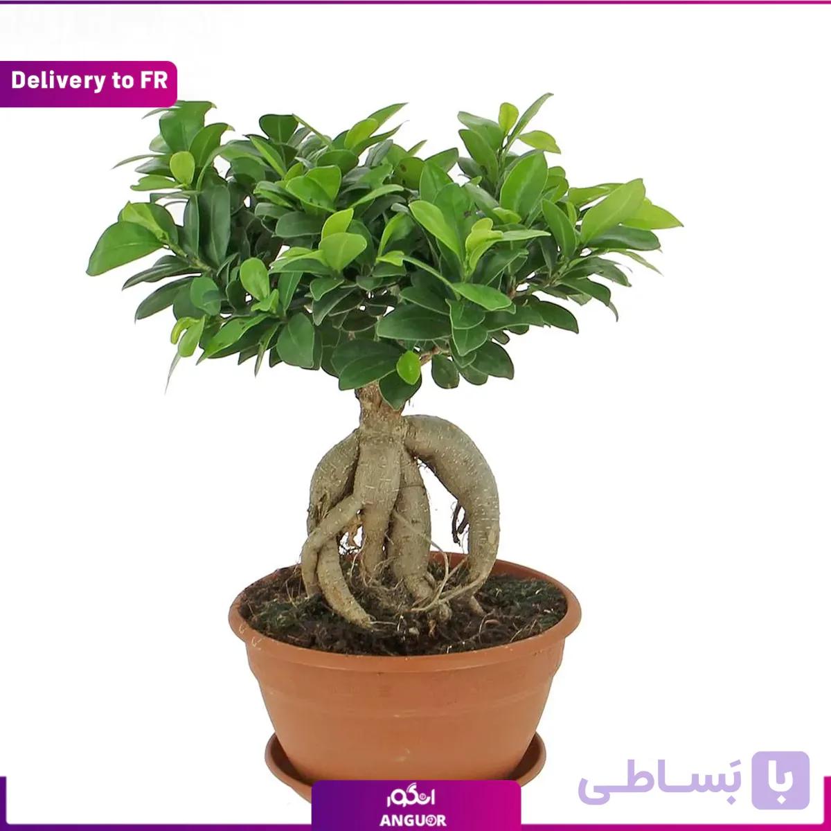 Ficus Ginseng (Delivery to France)