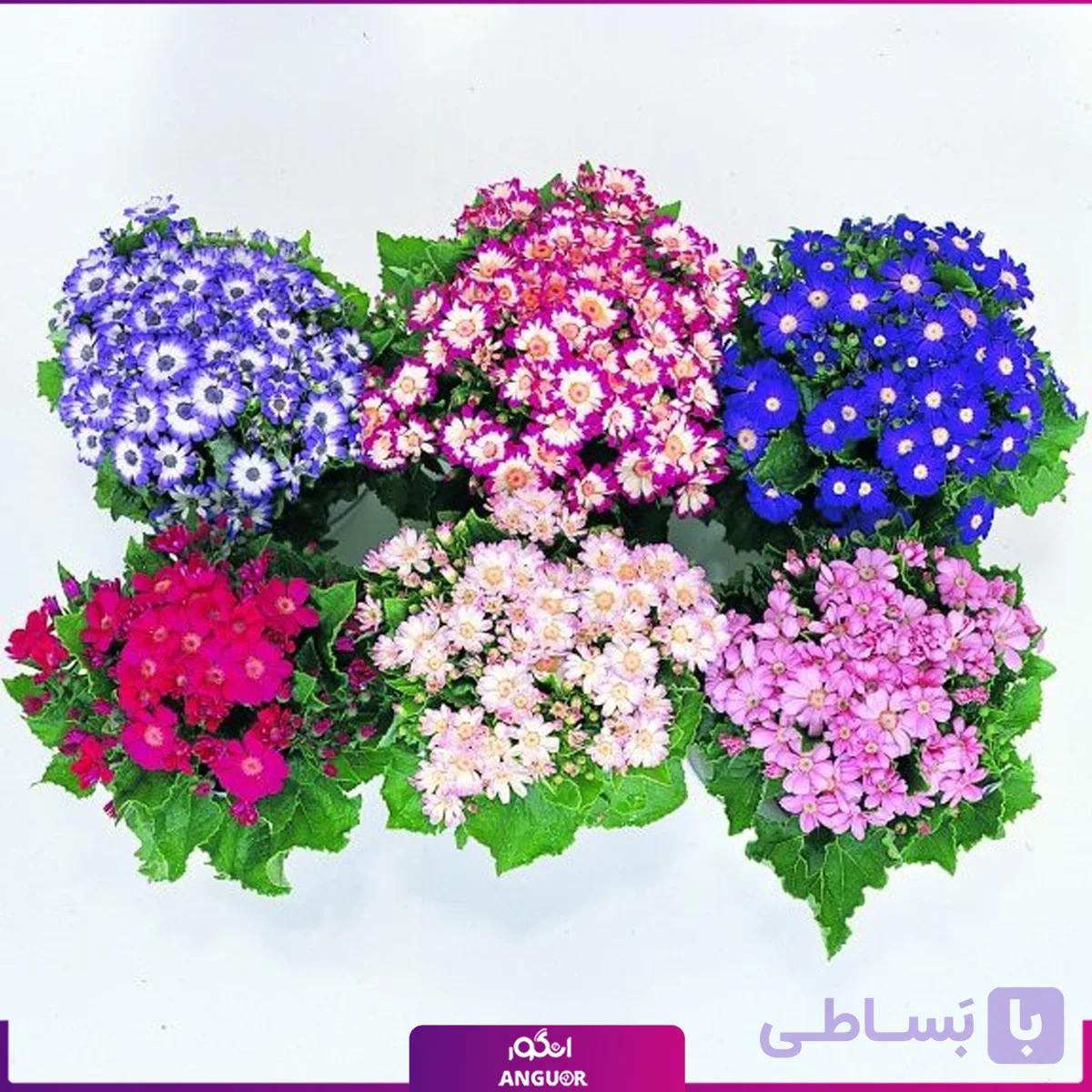 گلدان سینره پک 6 تایی