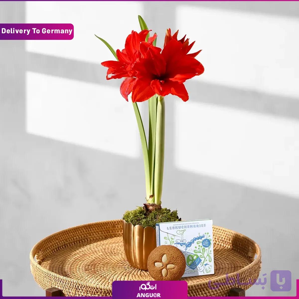 گیاه آماریلیس قرمز با گلدان طلایی (تحویل در آلمان) — تصویر 1