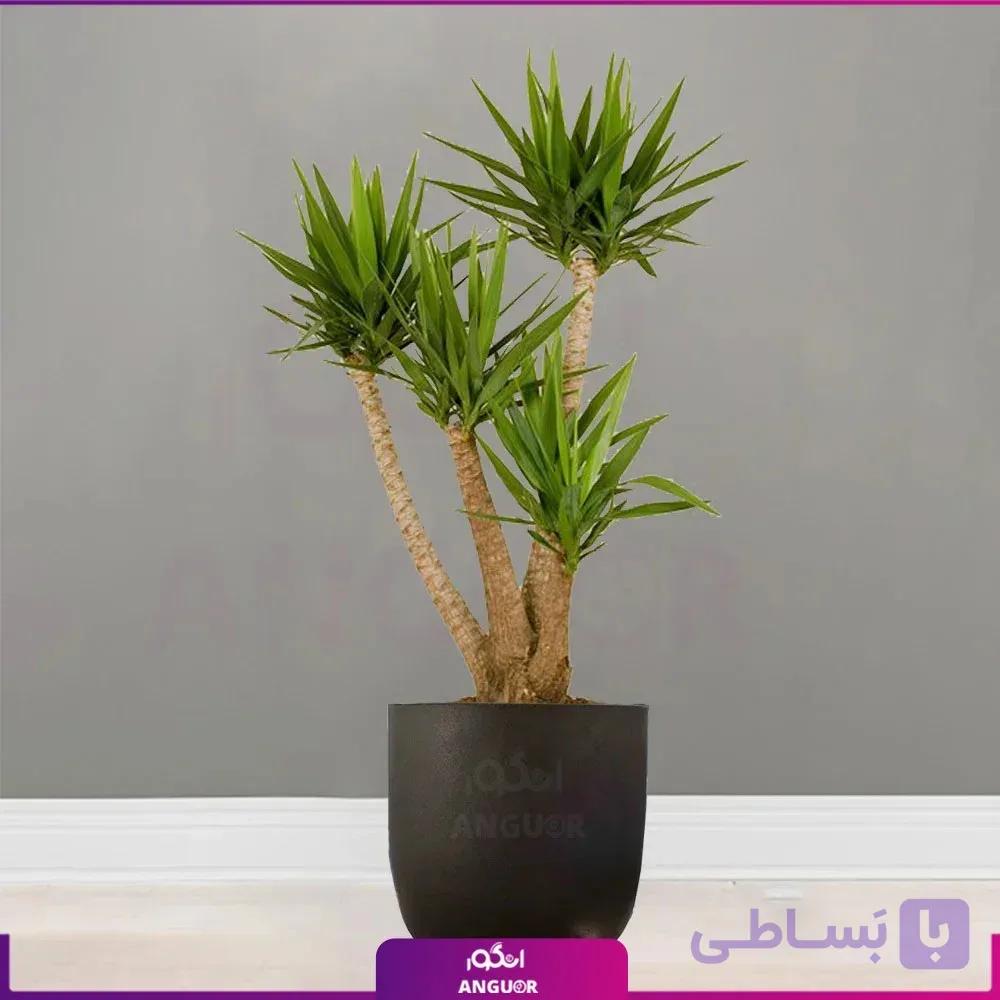 گلدان خاص فایبرگلاس با یوکا تنه دار بزرگ — تصویر 1