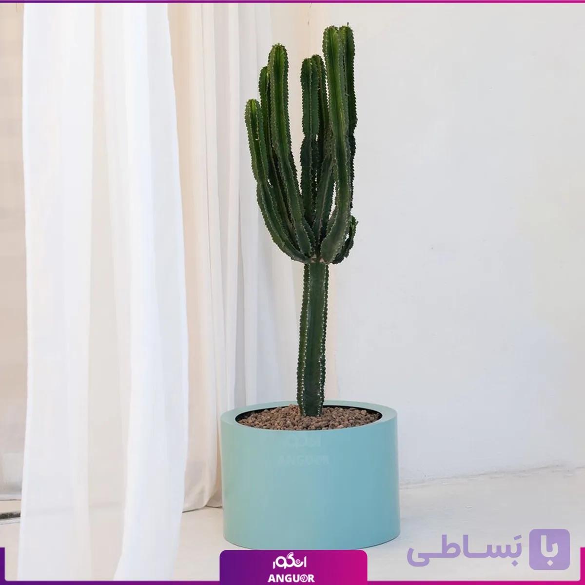 گلدان هدیه فلزی با افوربیا