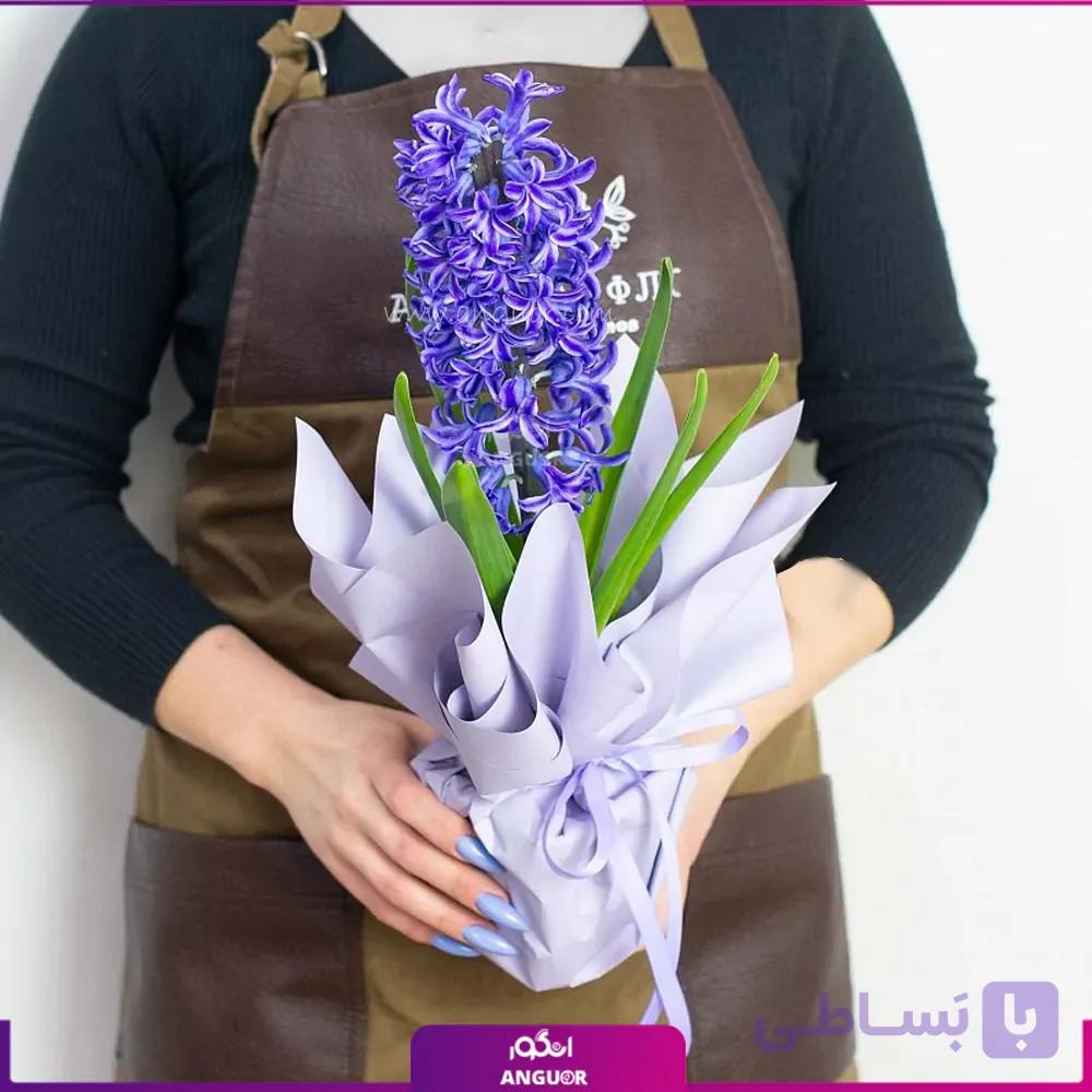 گلدان سنبل طبیعی نوروزی