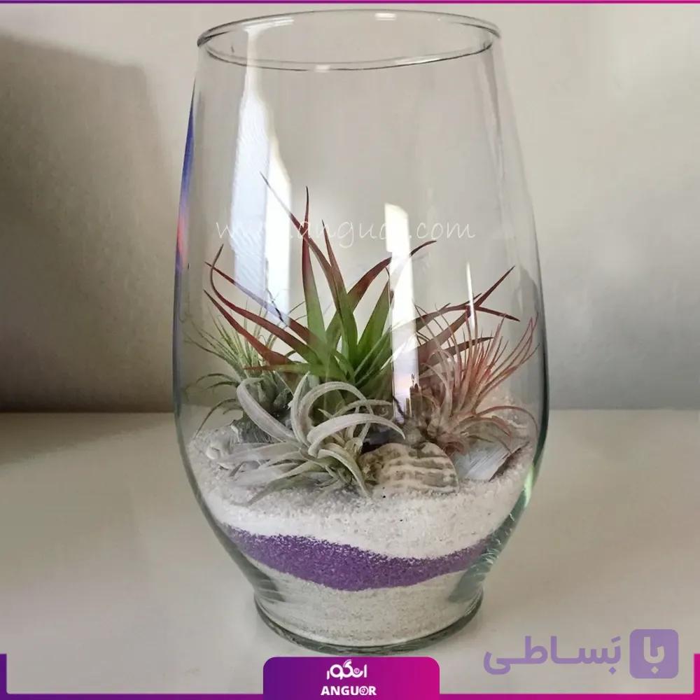 گیاه تیلادنزیا در تنگ شیشه ای