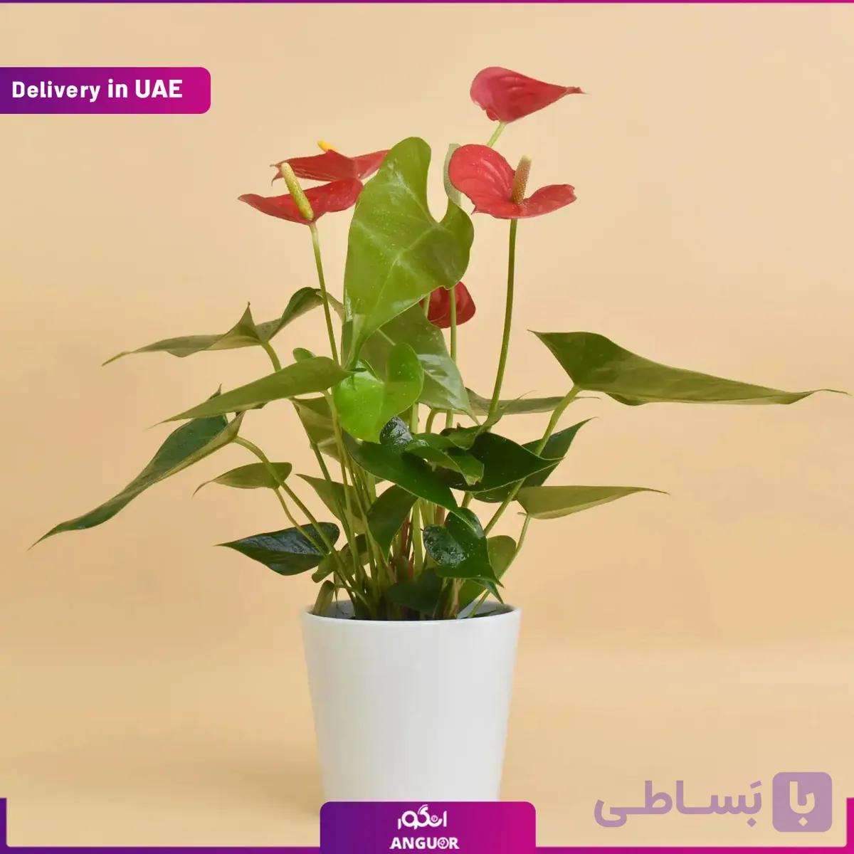گلدان آنتوریوم قرمز (ارسال به دبی و امارات) — تصویر 1