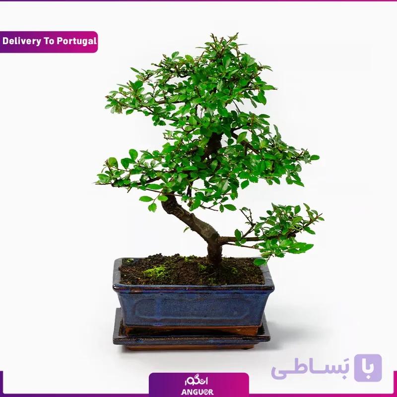 بونسای (ارسال گل به پرتغال)