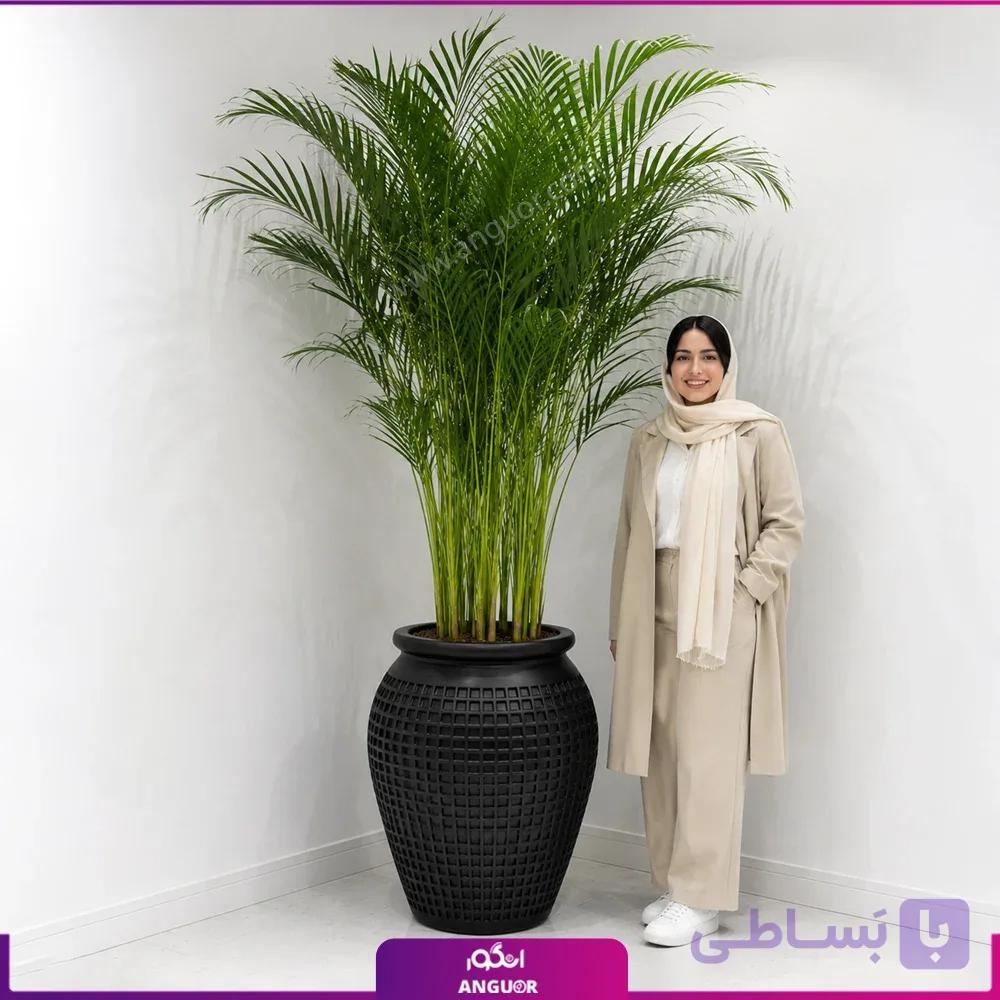 نخل اریکا با گلدان فایبر گلاس طرح خمره ای