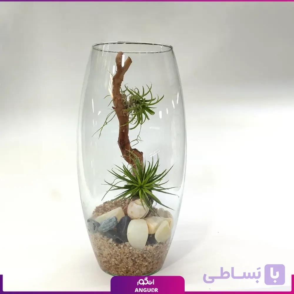 گیاه تیلادنزیا