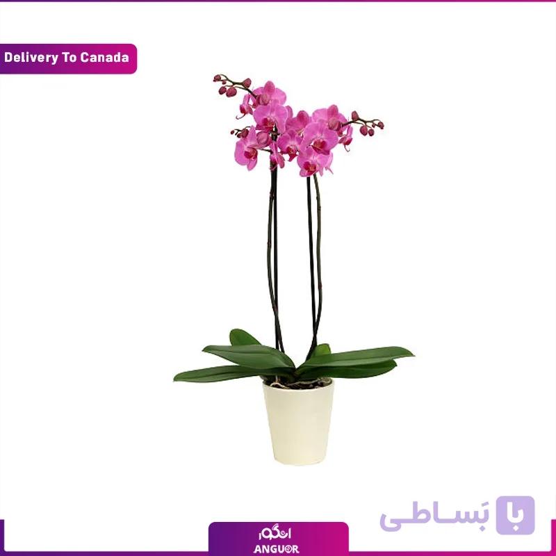 گلدان ارکیده دو شاخه (ارسال گل به کانادا)