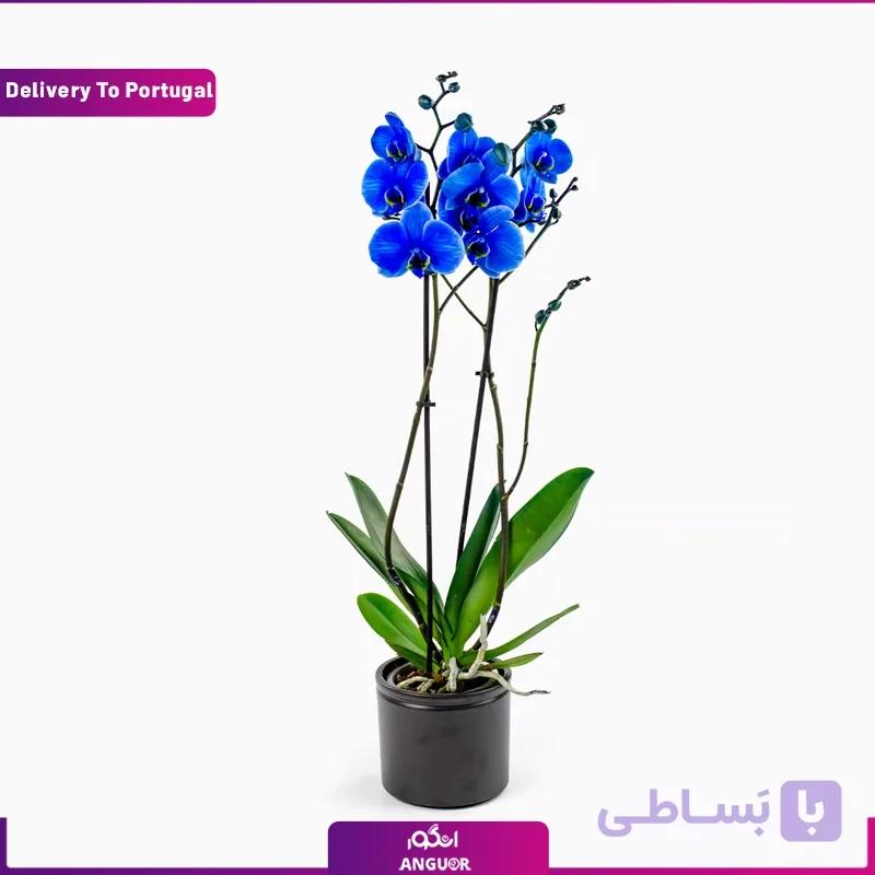 گلدان ارکیده آبی (ارسال گل به پرتغال)