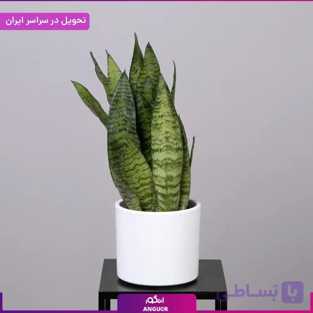 گلدان سانسوریا سبز — تصویر 1