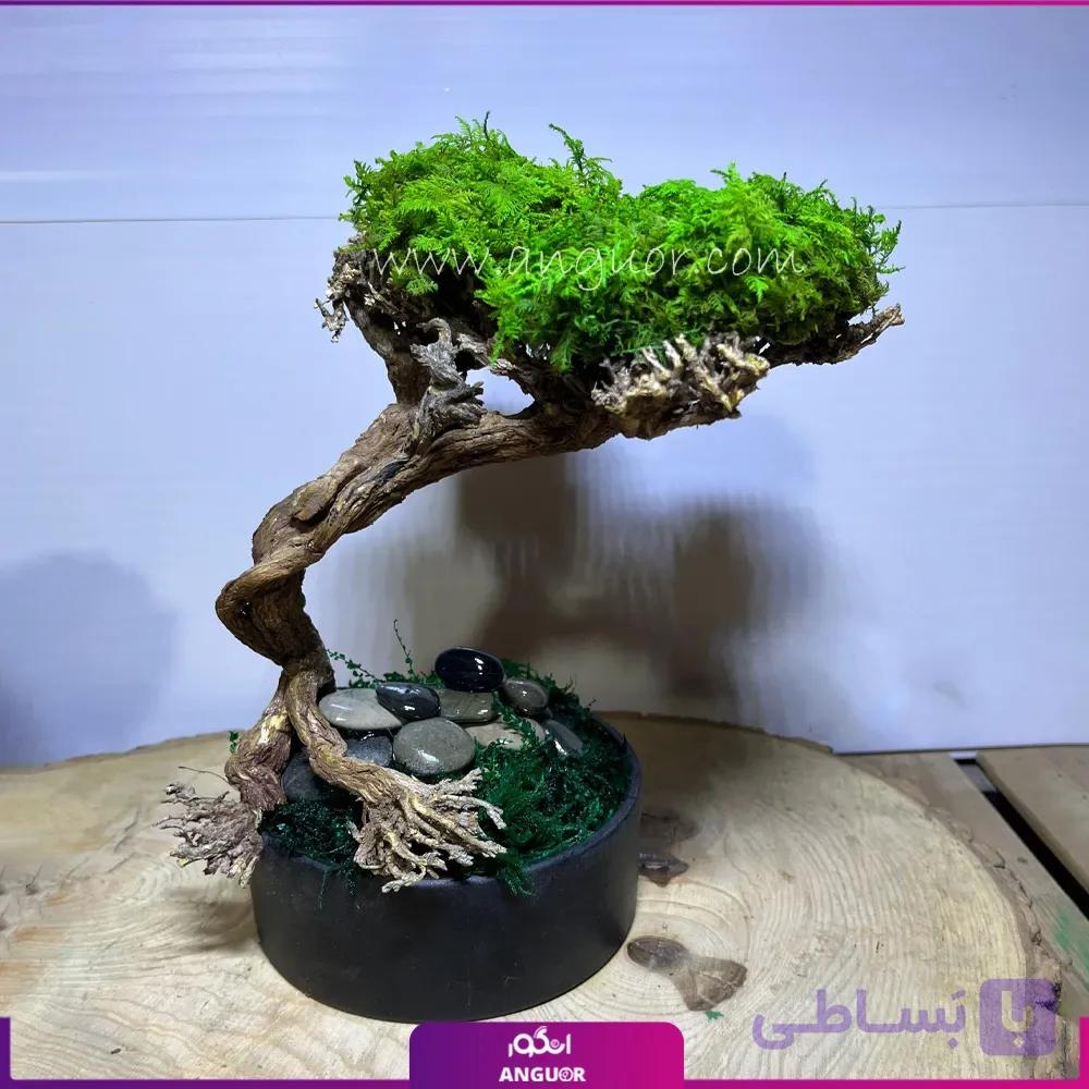 گیاه بونسای 20سانتی متری