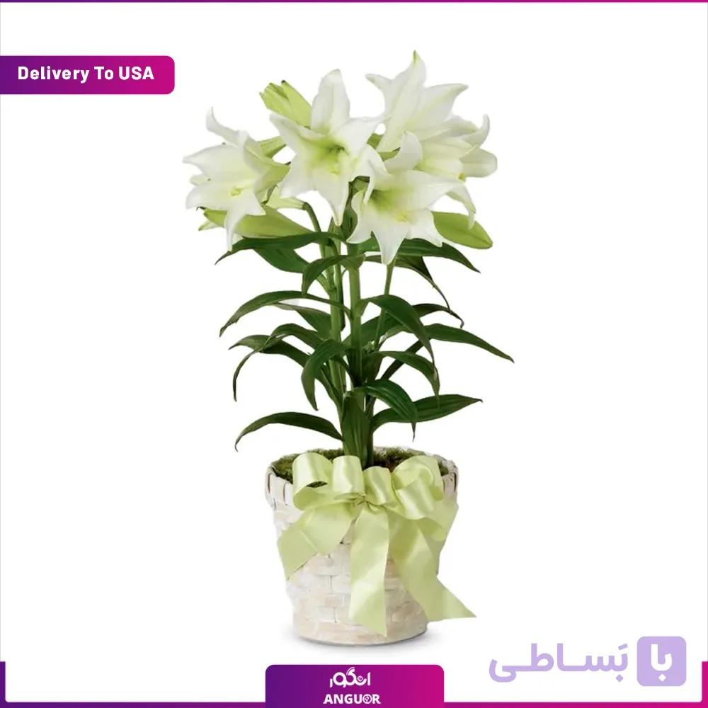 گلدان لیلیوم (تحویل در امریکا)