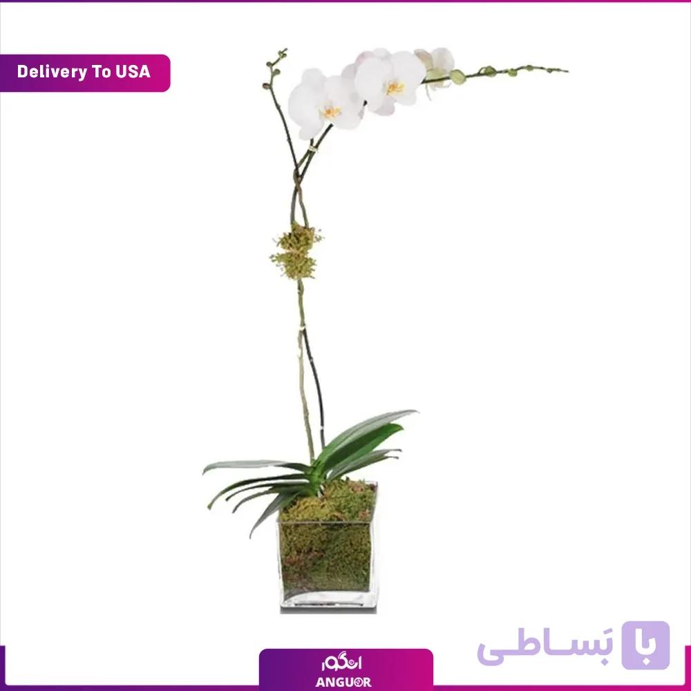 گلدان ارکیده (تحویل در امریکا)