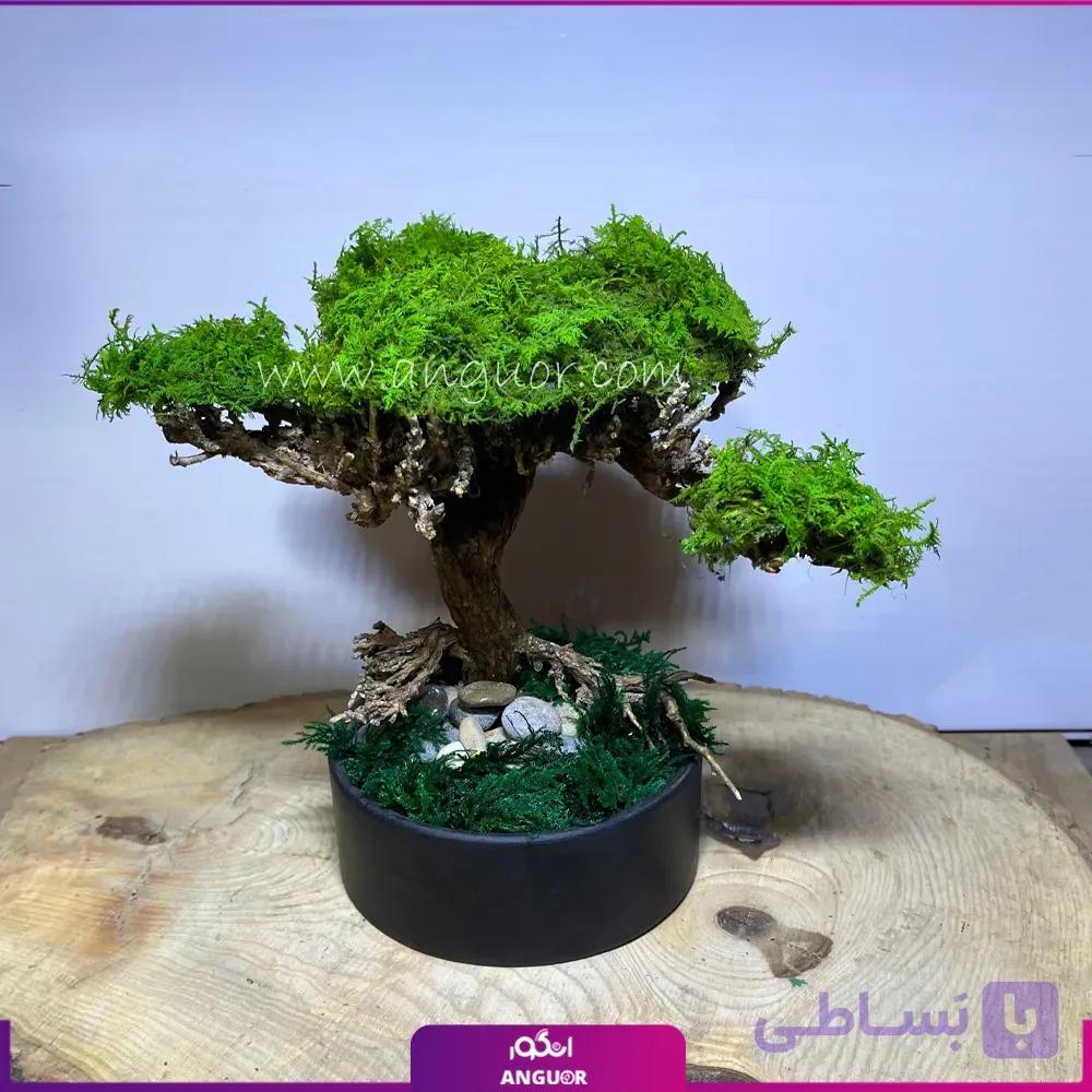 درختچه جاودان طبیعی برای دکور