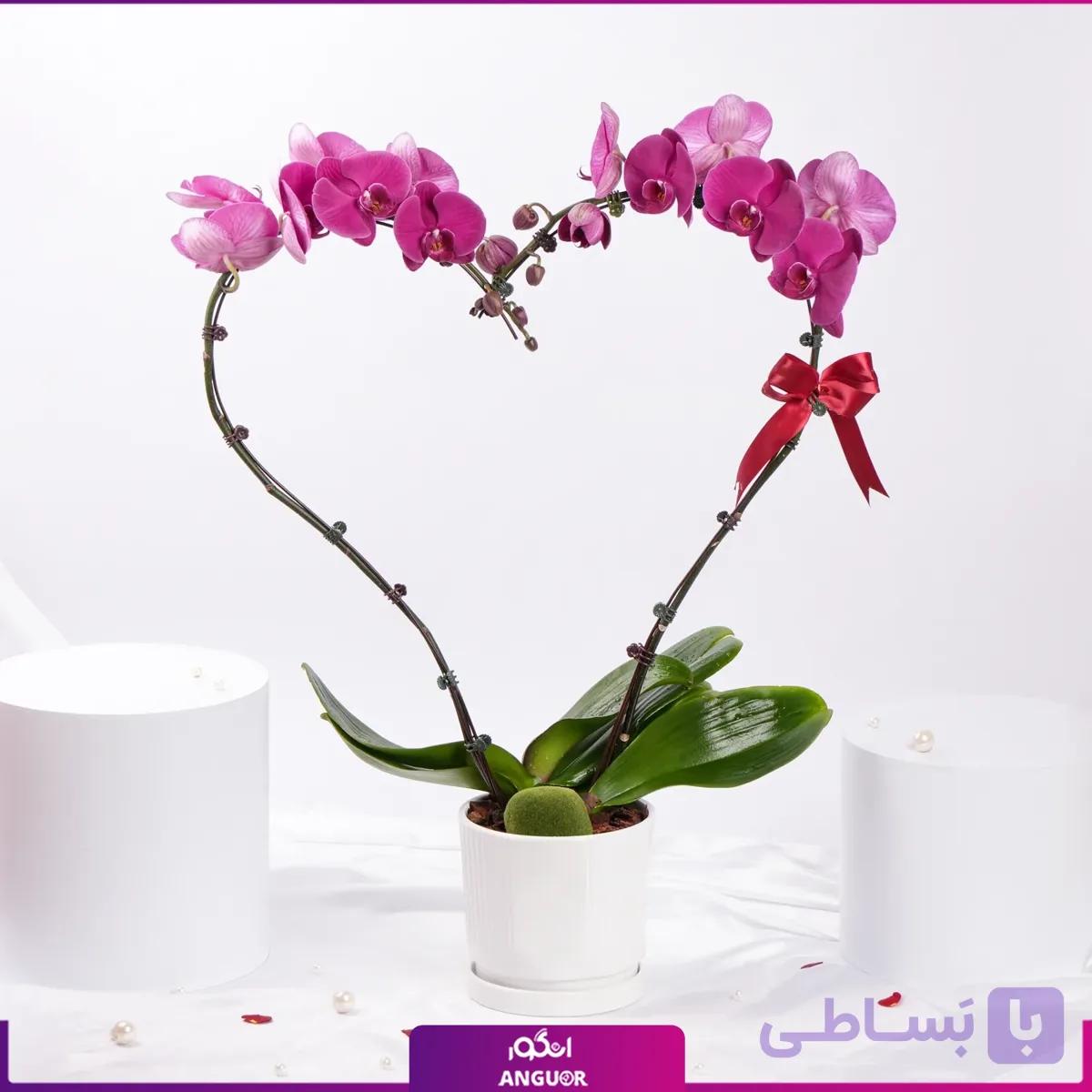گلدان ارکیده دو عاشق — تصویر 1