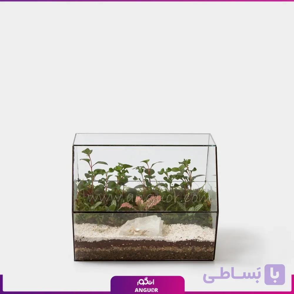 تراریوم کتابی نشسته