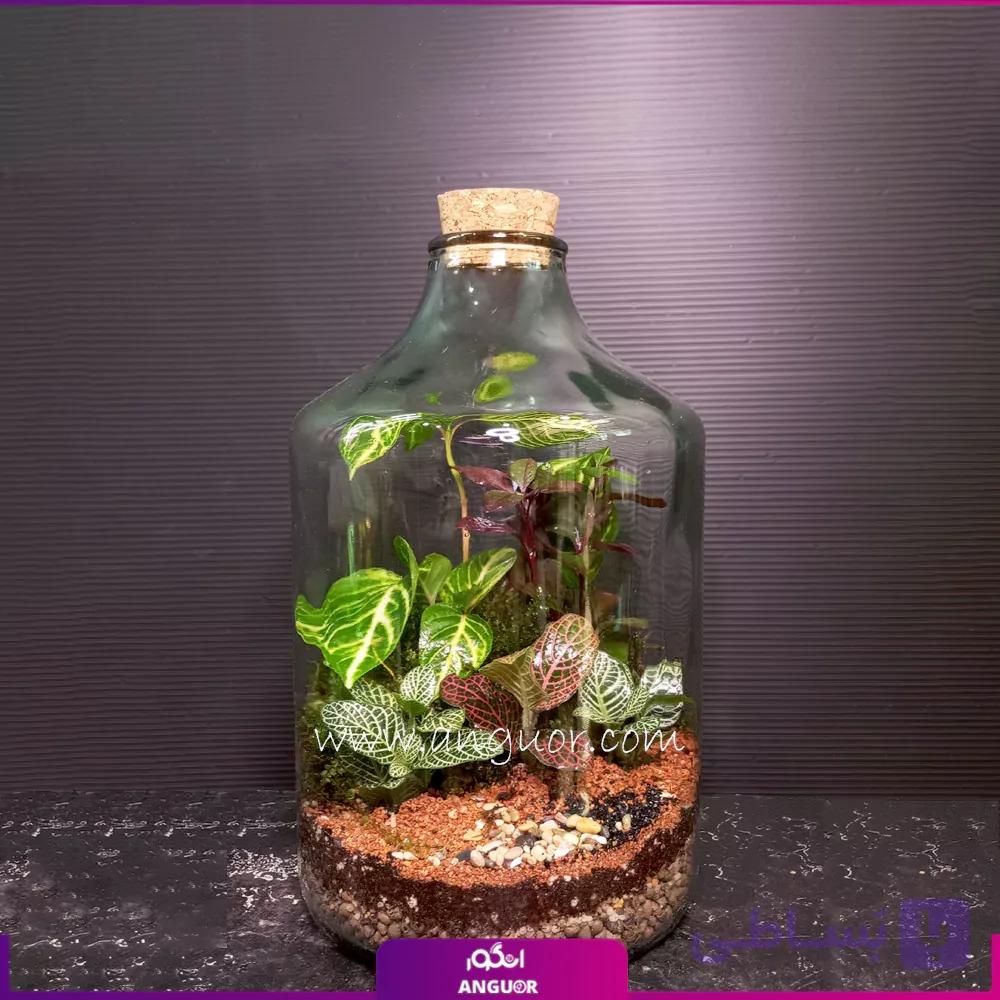 تراریوم شیشه ای به همراه چوب پنبه — تصویر 1