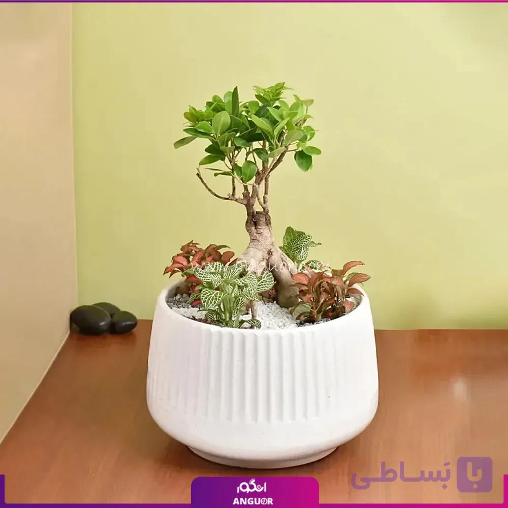 بونسای بنجامین با گلدان سرامیکی — تصویر 1
