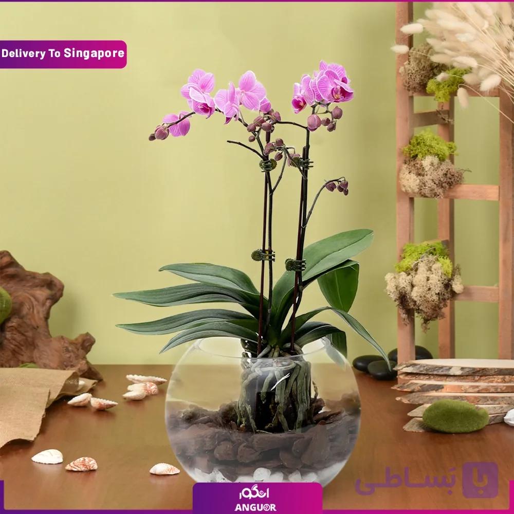 گلدان ارکیده مینیاتوری ( تحویل در سنگاپور)