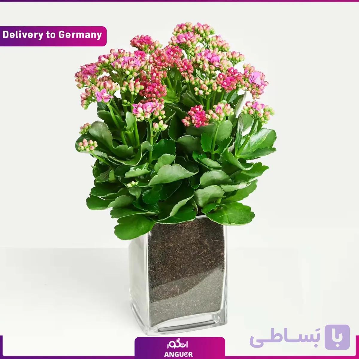 گل کالاته آ (تحویل آلمان)