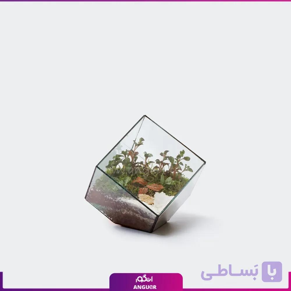 تراریوم مکعب شکل