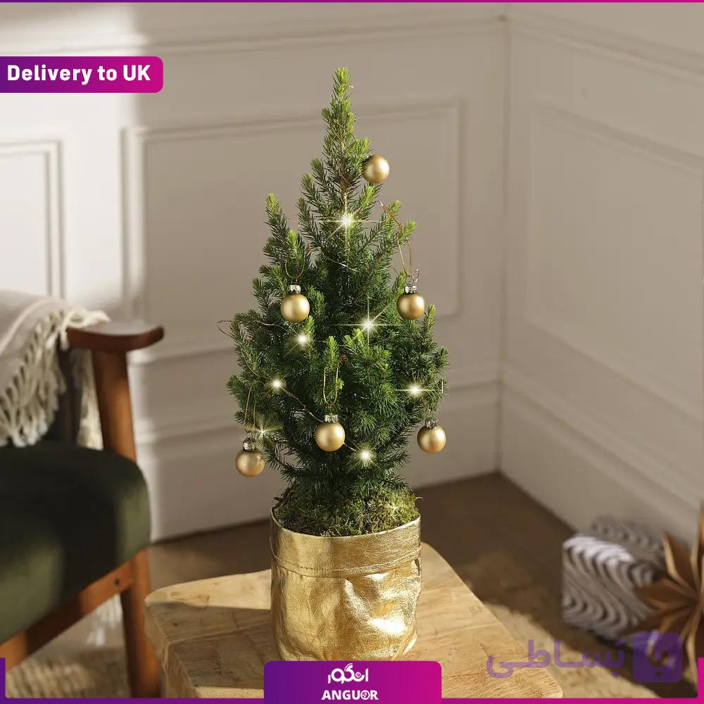 The Classic Tiny Tree (تحویل نگلستان) — تصویر 1