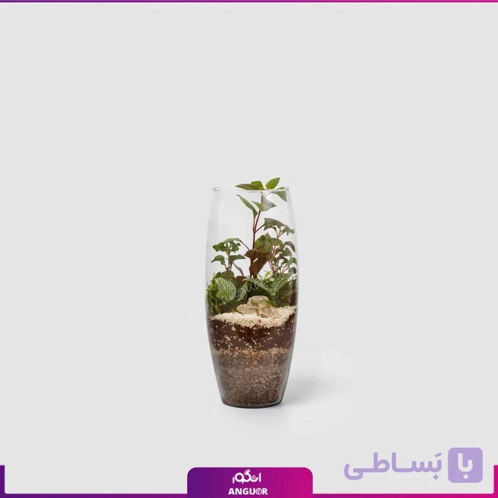 تراریوم خمره ای