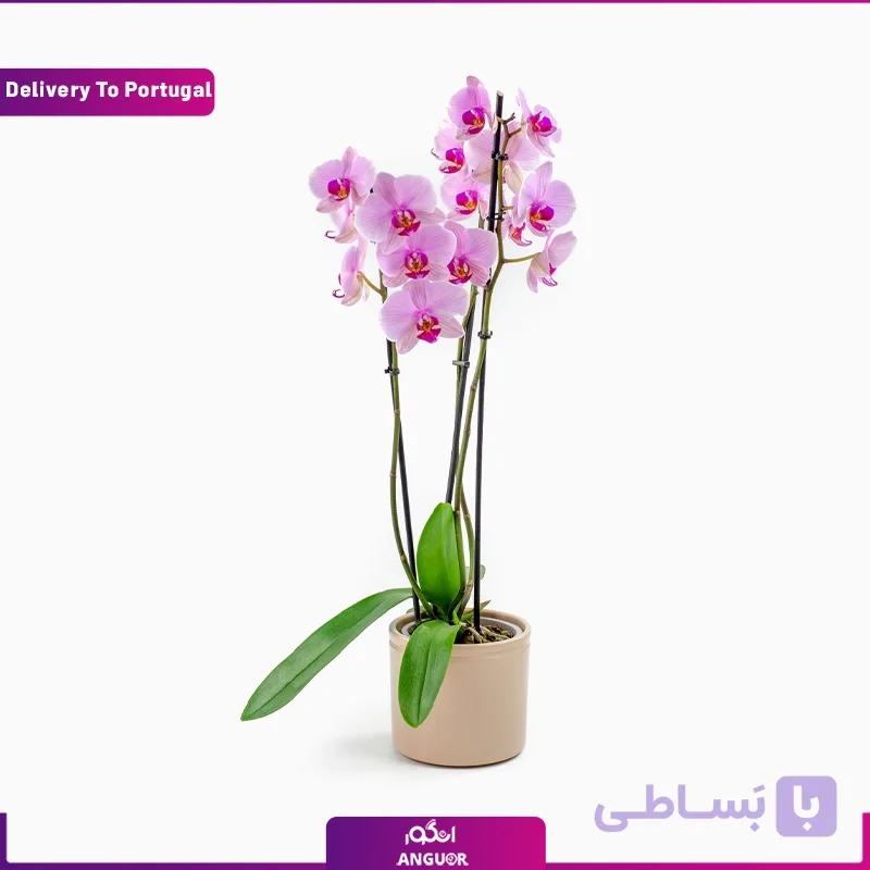 گلدان ارکیده صورتی (ارسال گل به انگلستان)