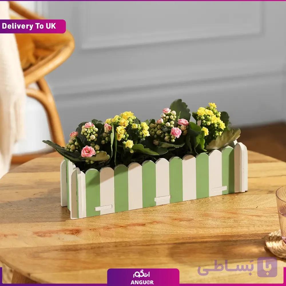 کالانکوئه‌های جعبه‌ای (Delivery to UK) — تصویر 1
