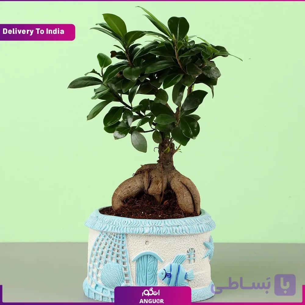 بونسای فیکوس جنسینگ (تحویل در هند)