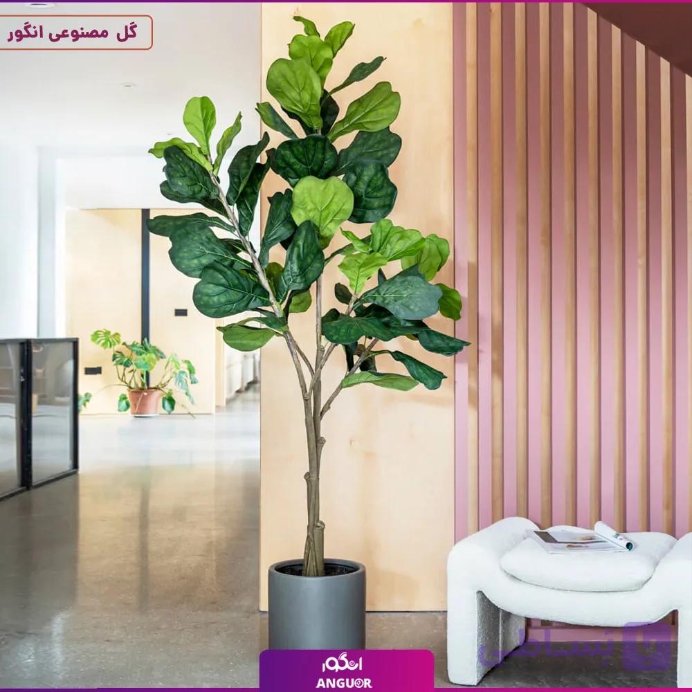 درختچه فیکوس لیراتا سایز بزرگ (مصنوعی وارداتی)