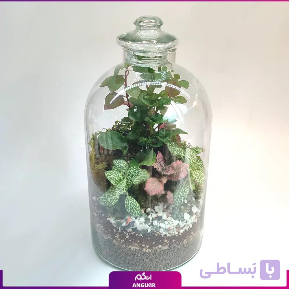 تراریوم جنگل شیشه ای