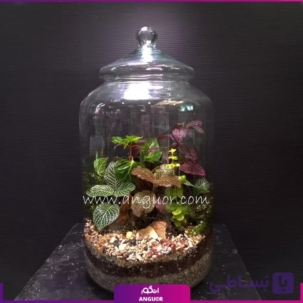 تراریوم درب دار شیشه ای — تصویر 1