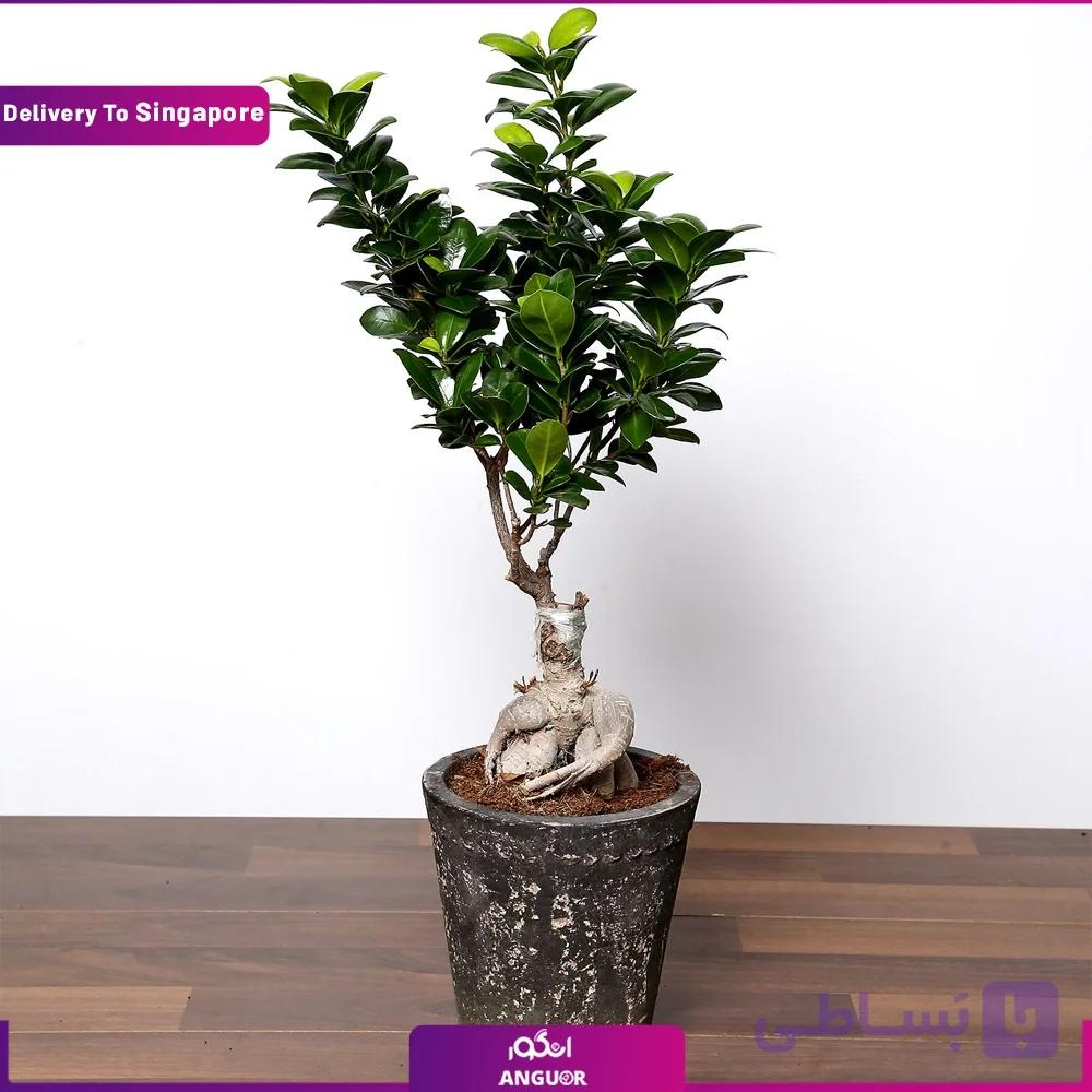 Ficus Bonsai (Delivery in Singapore)