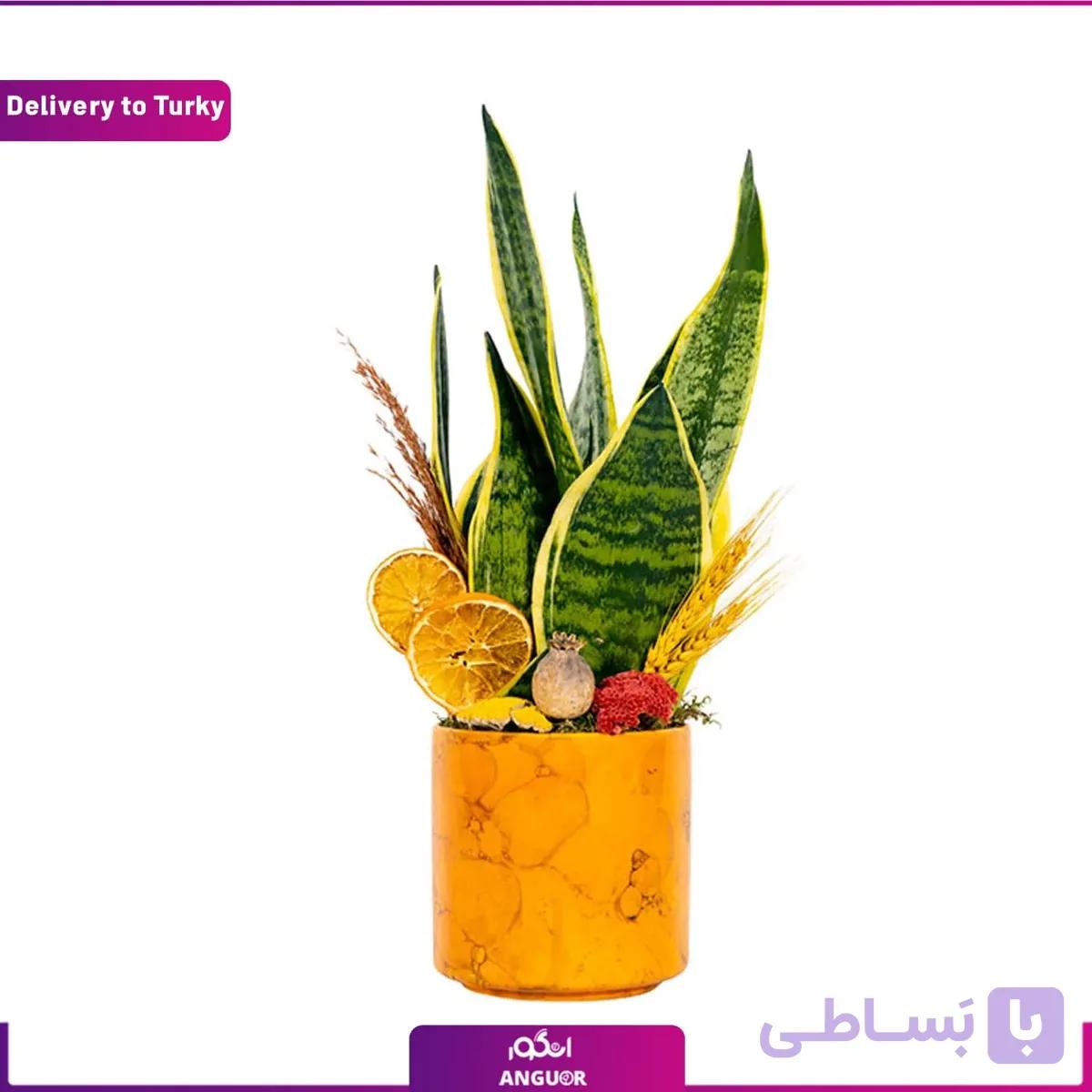 گل سانسوریا با گلدان (ارسال گل به ترکیه)