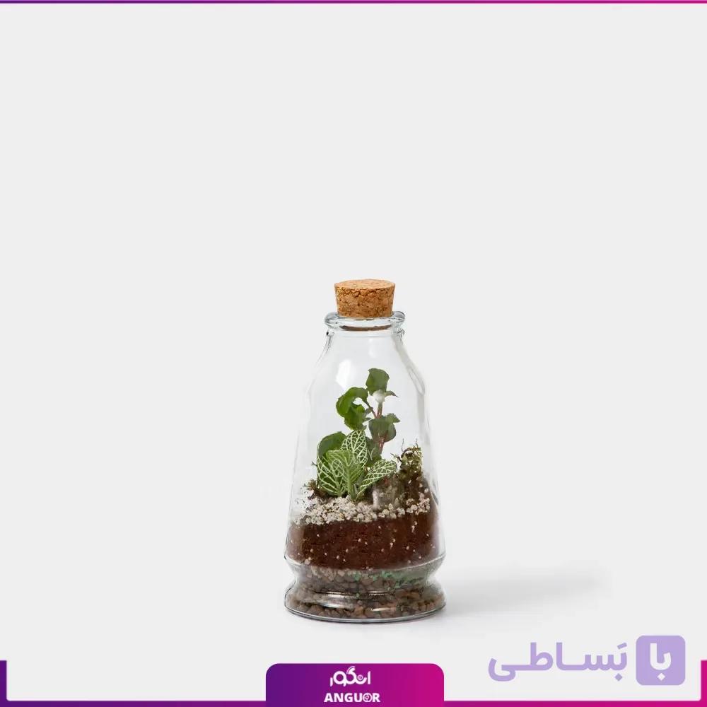 تراریوم به همراه چوب پنبه مخروطی