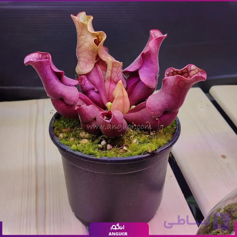 گیاه گوشتخوار ساراسنیا مارون — تصویر 1