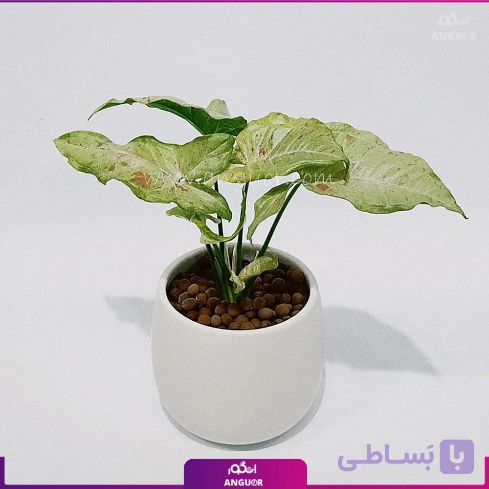 سینگونیوم لکه صورتی — تصویر 1