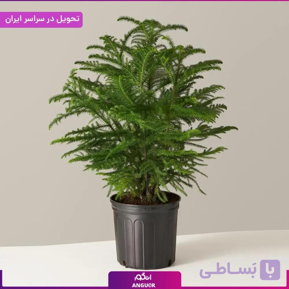 گلدان کاج مطبق