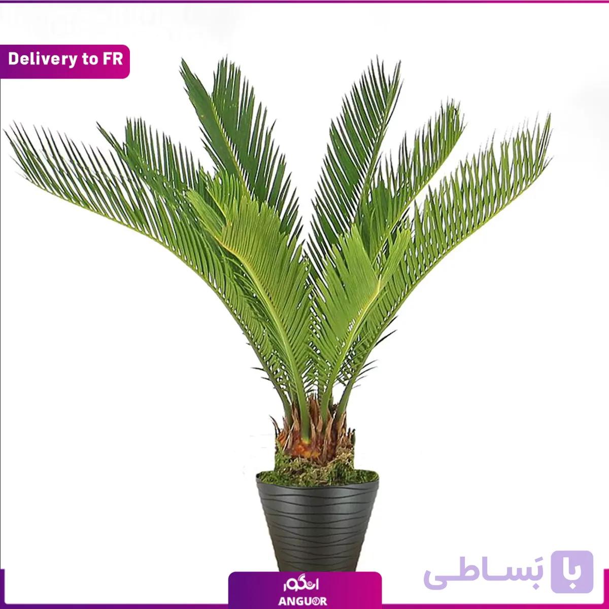 Palm of peace (Delivery to France)